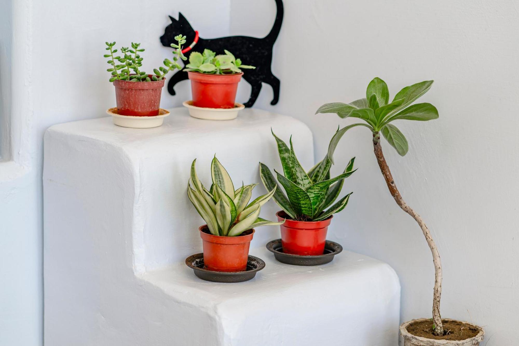 Cat At Greece Bed & Breakfast Nanwan Luaran gambar
