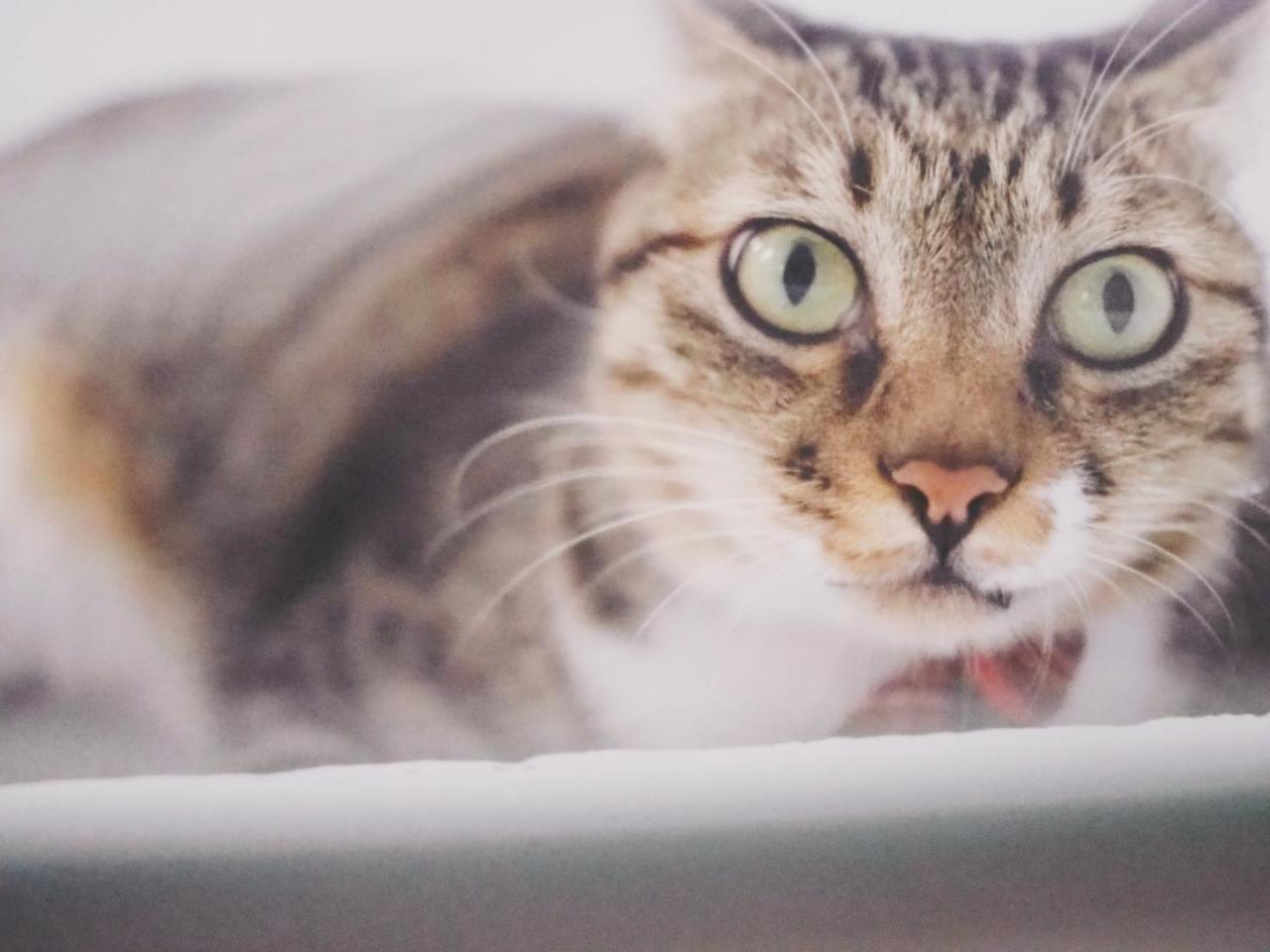 Cat At Greece Bed & Breakfast Nanwan Luaran gambar